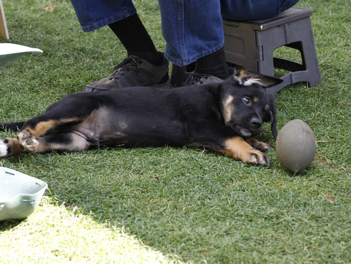 chinook dog